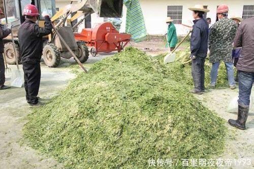  利润：农村10个利润较高的项目，或许有一个能成为你的出路