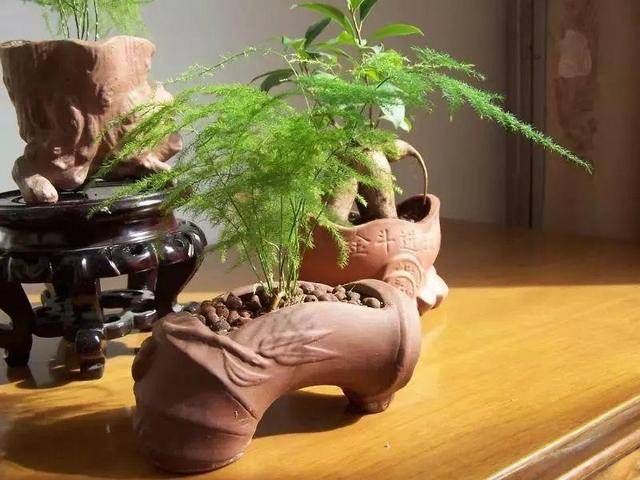 『回家』买回家的花，摆放位置是关键，长得茂盛还旺家！