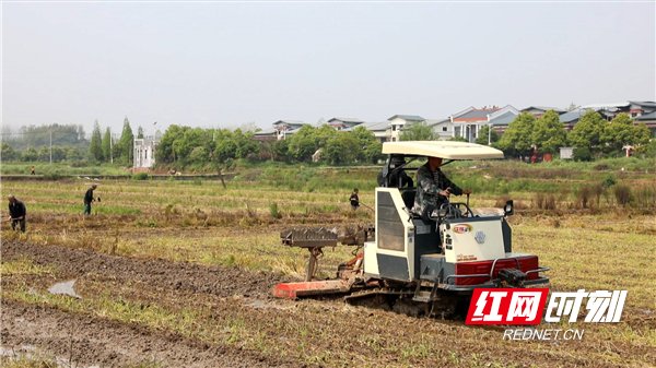  烘干：郴州苏仙区：种粮户抱团提效促发展