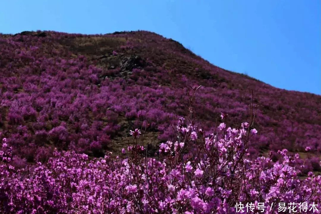  杜鹃@国家Ⅱ级珍稀濒危物种|东北地区特有的牛皮杜鹃
