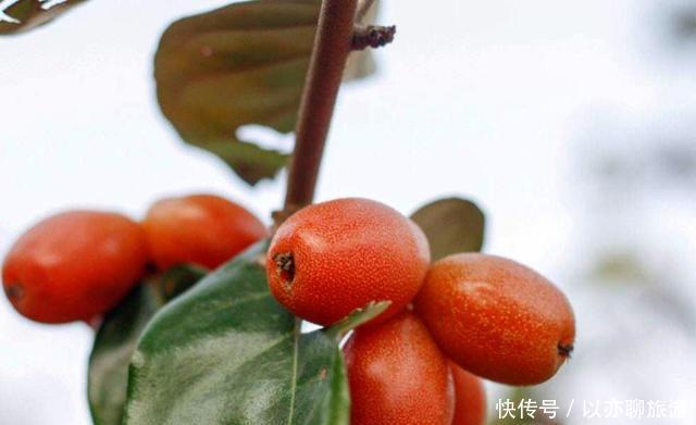  已成|人称“羊奶果”，小时候常常吃，如今城里盆栽做盆景，已成