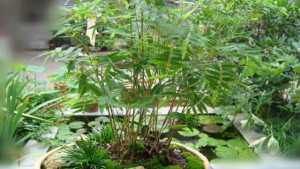 能力:柠檬草 又称为柠檬香茅 多年生草本植物,柠檬草还具抗菌能力 。
