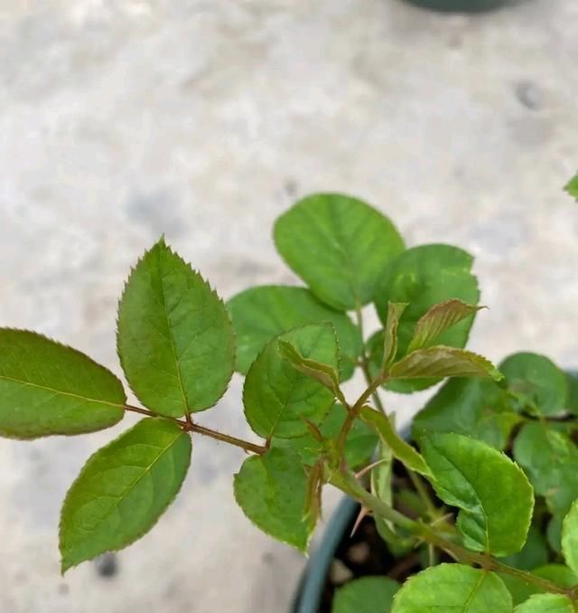  「月季」月季蓟马难杀完?赶紧这样处理,轻松杀完蓟马!