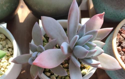 『层白粉膜』多肉叶片出现一层白粉？恭喜你，养出一盆好多肉！