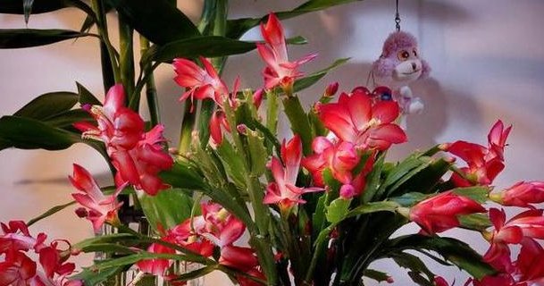  扦插繁殖：三角梅不开花?黑塑料袋一套,1个月后花苞开满头!