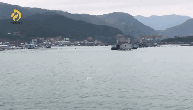 霞浦海域惊现中华白海豚，央视新闻联播都报导了