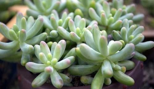  『光照』花卉种植技术：种植多肉植物玉米石为什么老掉叶，怎么解决！