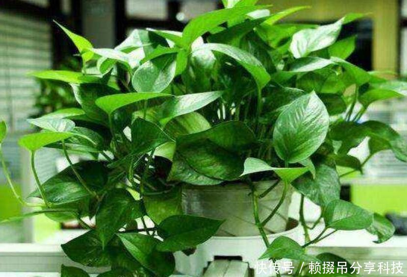 #油绿#超好养的“4种花”,人人都喜欢,叶子油绿,花朵漂亮!