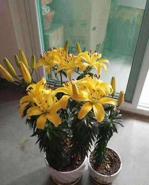  「优良」喜欢玫瑰，不如养“优良荷花”库姆夫人，花色奇特多变，雍容华贵