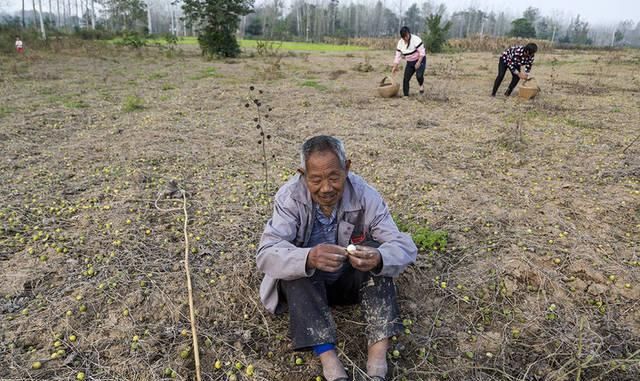  「大片」大片田地沦为草料场，村民放羊致富：人羊吃不尽稀罕野果