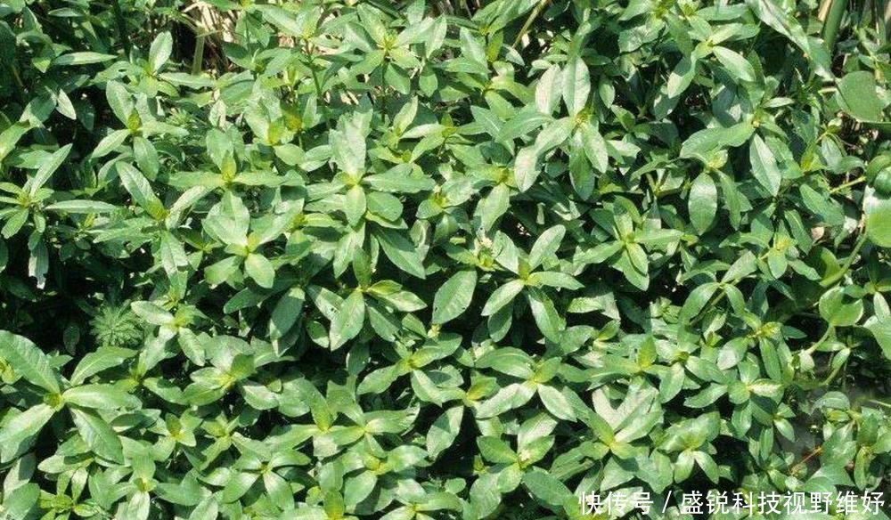  [我国]作为饲料引入我国，曾被当成救荒野菜食用，如今却成农村