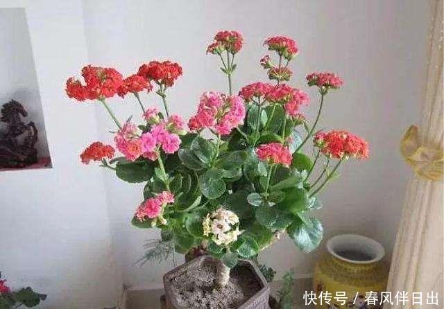  [漂亮]长寿花开花漂亮，花期长，深受人们喜爱，长寿花如何能养成老桩？