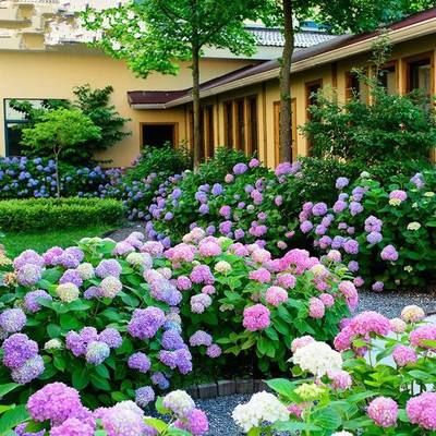  「疏松透气」家中养花，配好土，养份足，几种“小料”掺一掺，扔土里就生根