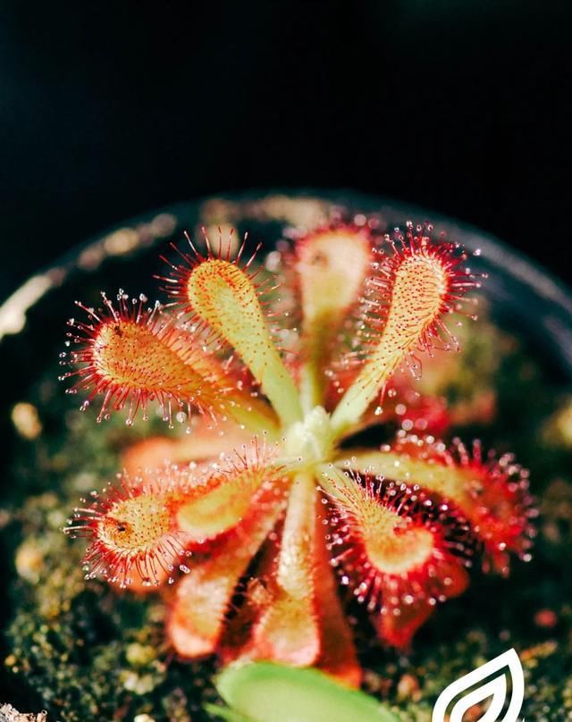  『泥炭土』植培施-茅膏菜Drosera 食虫植物栽培手册