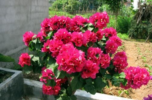  三角梅■养三角梅，1种东西，垫一把在盆底，花开的可旺了，3年长成花树！