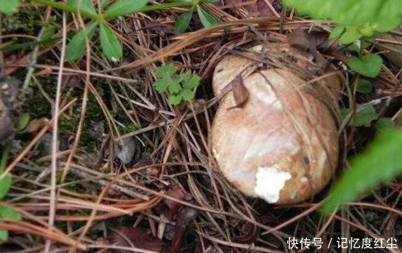 大爷在草堆里发现一堆“白色石头”，仔细辨认后，笑得合不拢嘴