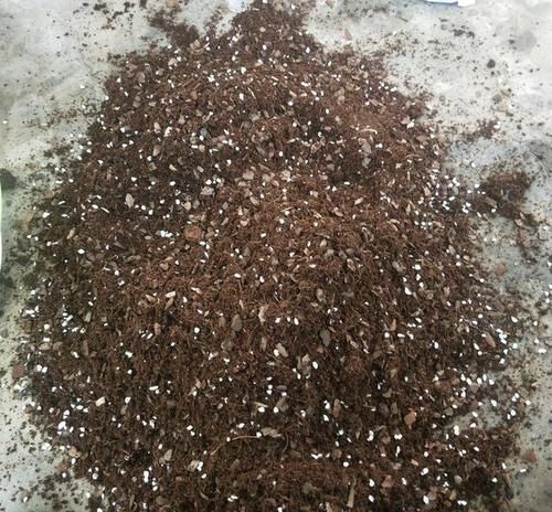  冒满@芦荟长不大？一个月“加餐”一次，长成小胖子，呼呼冒满小崽子