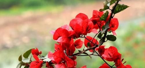  『植株』三角梅不晒太阳能开花吗？
