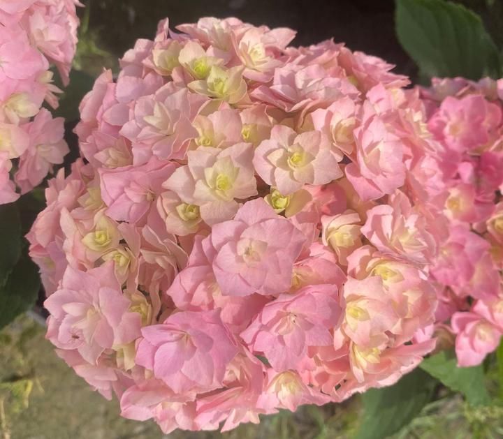  「圆锥绣球」月季之后，夏天最大的花开了，它就是绣球花，今天“绣球王子”教你养花宝典