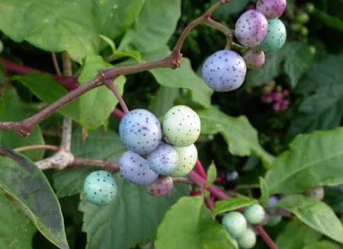 它被农村人称作“假葡萄”，老人说吃不得，殊不知其能止痛止血！