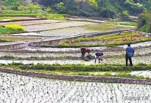 农村“致富菜”，农民种它1亩收入30000元，比种庄稼强10倍！