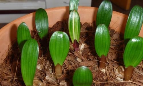  猛长■别再花钱买这种盆栽花卉，叶片掉土里就能活，新芽猛长爆盆快！