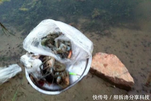 『蚯蚓』不要嫌太贵,钓鱼不是只能用蚯蚓,虾饵也能钓获黄颡和甲鱼