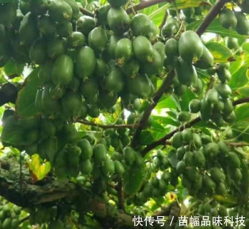 「蜂蜜」阳台也能种果树,1种果树养2棵,一棵能结好多果,味道比蜂蜜甜