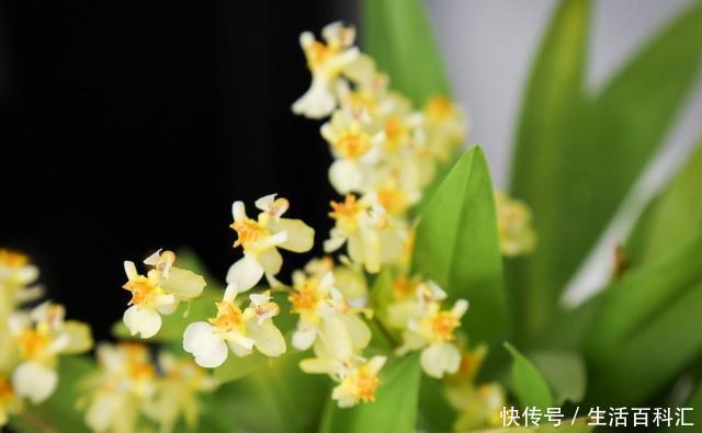  【耐热】适合养在室内的3种花，好养易活花色艳丽，耐热耐旱能爆盆，真香