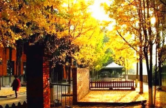 最新！绵阳银杏地图发布 这个冬季一起去“金色海洋”打个卡！