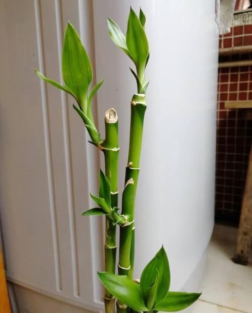  #叶冷水花#几种适合放在厨房的花，吸油除尘，健康又美观