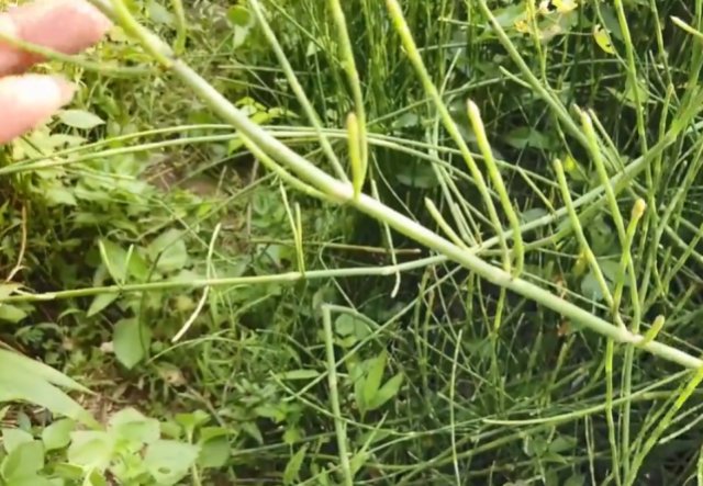  野草：农村一种“光棍”野草，无花无叶只有杆，但煎水喝眼睛越