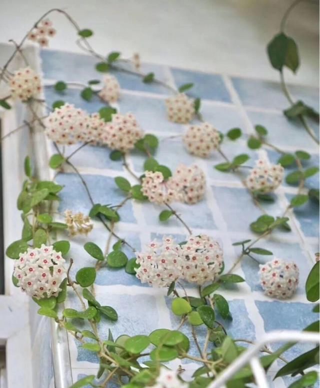  [窜成]18种花，挂窗台窜成绿窗帘，天热了遮阴真凉快！