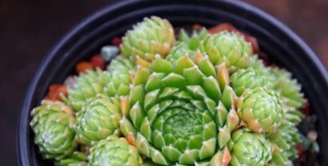  发根|夏天服盆期的多肉，要想发根快，少用这种人人喊好的土壤