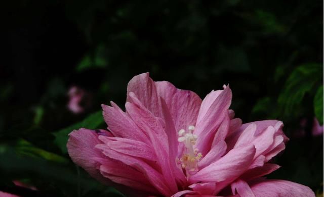  适合|适合夏天养的3种花，好养易活开花量大，室内养一盆，净化空气