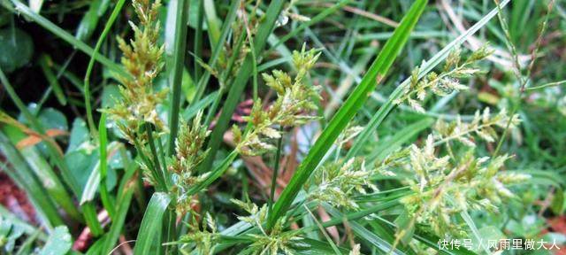 农村顽固杂草之首，农民气得牙痒痒，小时候错当美味，原来真是宝