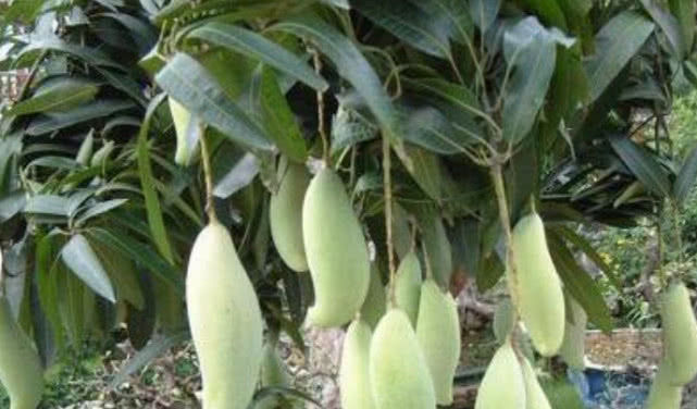  『拥有』在家也能种“芒果”，简单好栽种，结果量大，味道好，值得拥有！