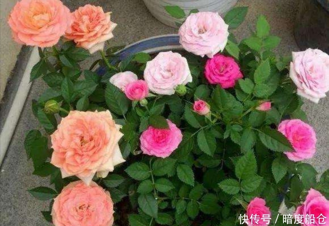 品种■阳台也能养的“微型月季”,花期长、品种多,四季有花赏