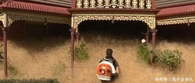 澳洲风滚草泛滥成灾，各国网民纷纷支招，中国的最简单！