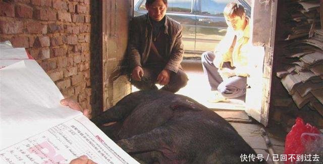 在农村，常有人会高价收购老母猪，他们买去干啥农民看完当心了