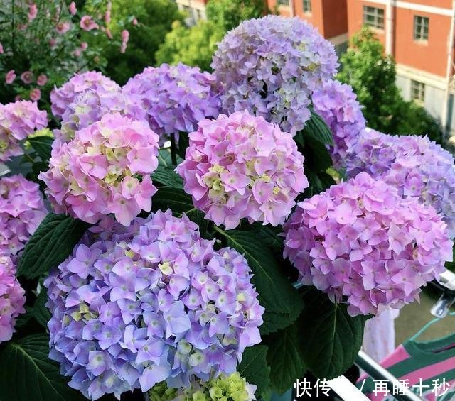 #直射光#绣球到底怎样晒太阳很多人都弄反了,怪不得怎么也养不好