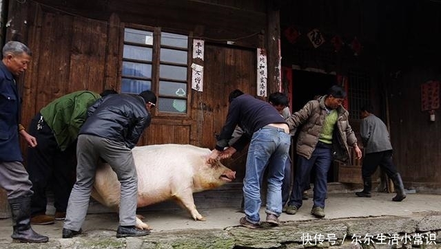  「儿子」农村老农杀年猪2头，做成600斤腊肉，只为城中儿子过年