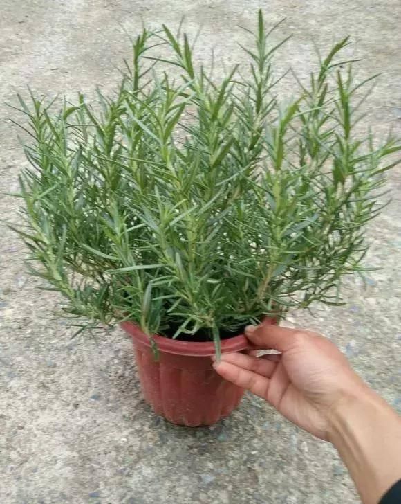  观赏价值：养花就养这几种，又香又杀菌！养几盆家人少生病！