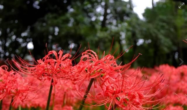  「石蒜」神奇！这种花，花叶永不相见，美极了！