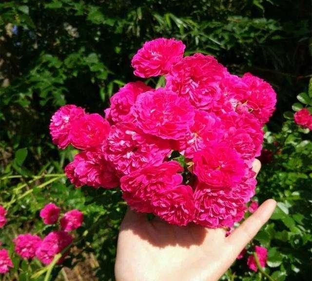  【包烟】少抽2包烟此花都要栽1棵，一年花开200天，花开之际美如人间仙境