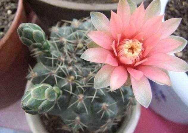 多肉花败就会死？家养多肉开花了，该不该剪掉？