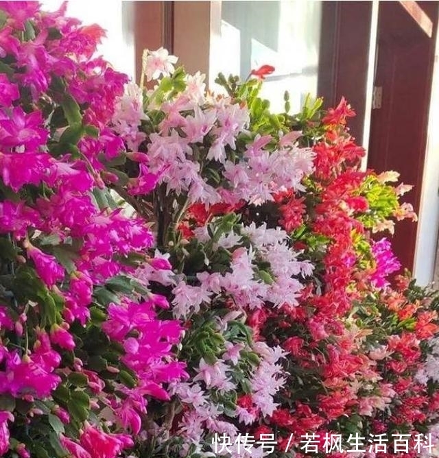  [叶仙]叶仙嫁接蟹爪兰，没根也能活，一月窜一米，开花似宝塔