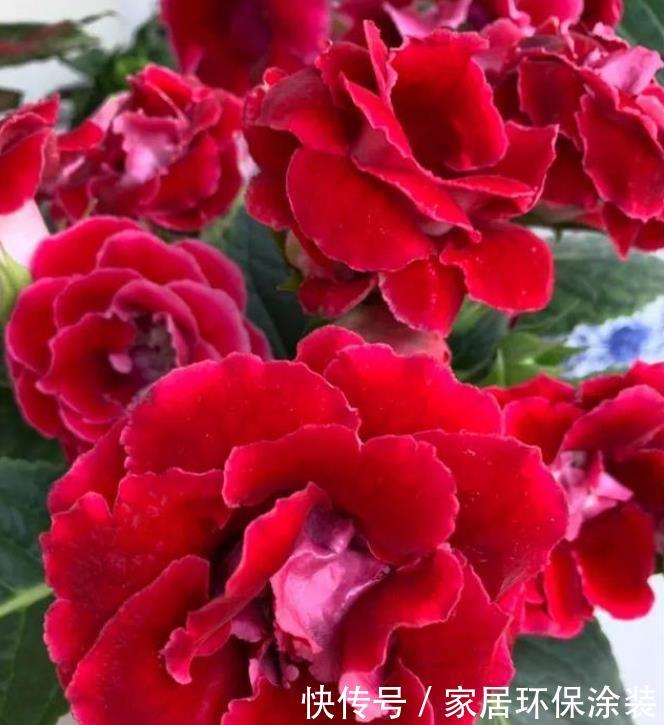  「便宜」4种“漂亮”的花，便宜又好养，10元两盆，全年开花不断！