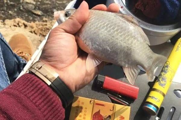  #没话说#库钓大板鲫，打窝熟记5句“口诀”，上鱼快到没话说！