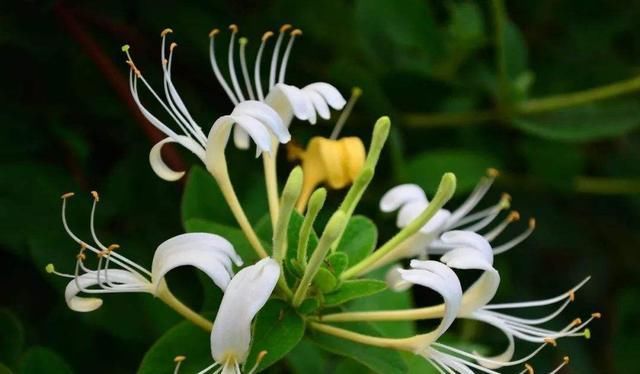  『银花茶』家里养金银花，好处多，实用价值大！